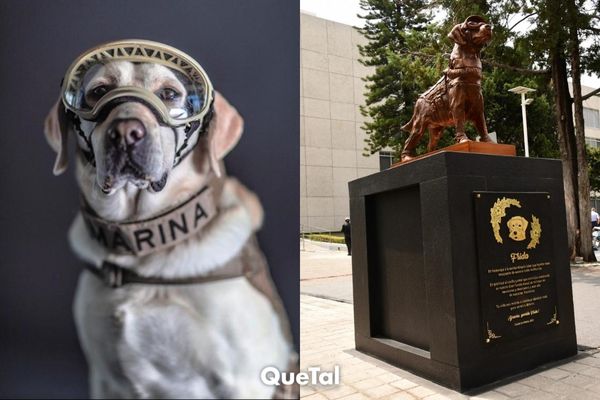 6 hazañas por las que estamos agradecidos con Frida, perrita rescatista de la Marina